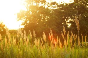Sommerbild